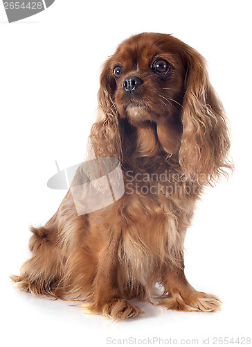 Image of cavalier king charles