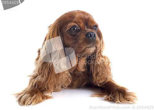 Image of cavalier king charles