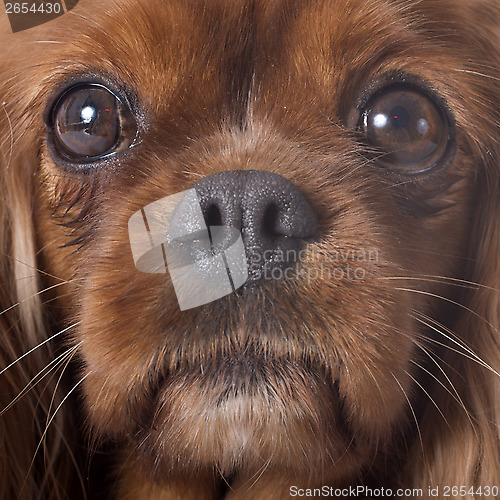 Image of cavalier king charles