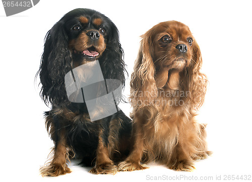 Image of two cavalier king charles