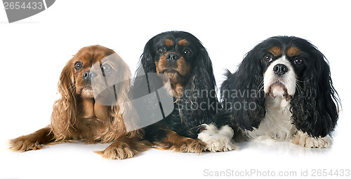 Image of three cavalier king charles