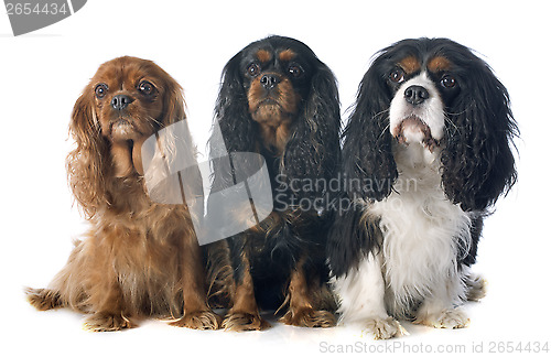 Image of three cavalier king charles