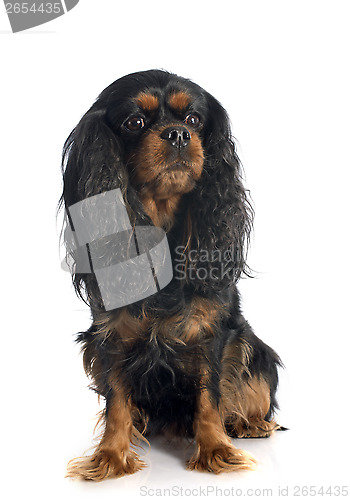 Image of cavalier king charles