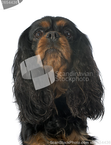 Image of cavalier king charles