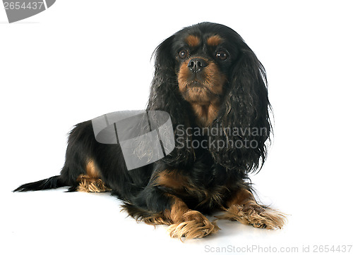 Image of cavalier king charles