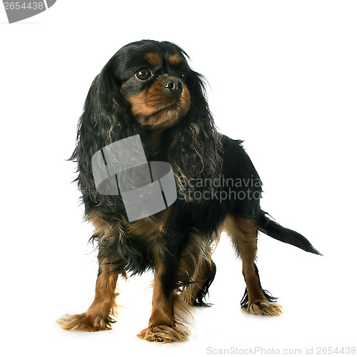 Image of cavalier king charles