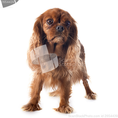 Image of cavalier king charles