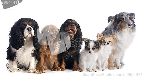 Image of six dogs