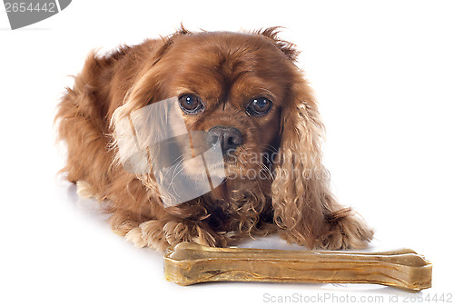Image of cavalier king charles