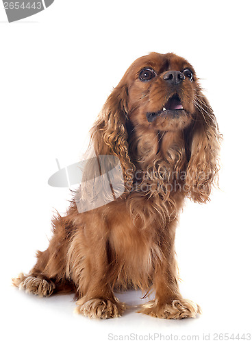 Image of cavalier king charles