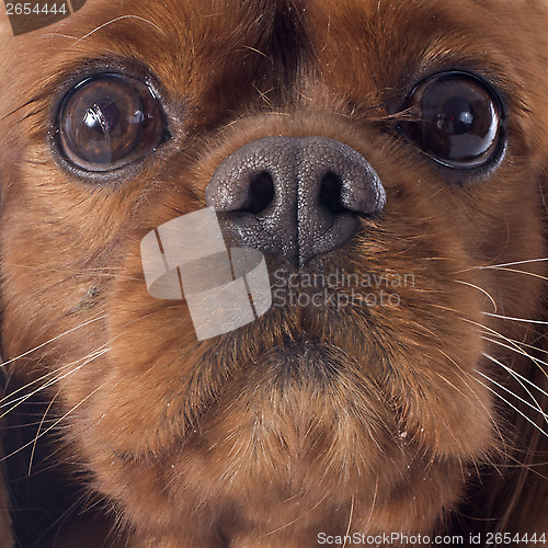 Image of cavalier king charles