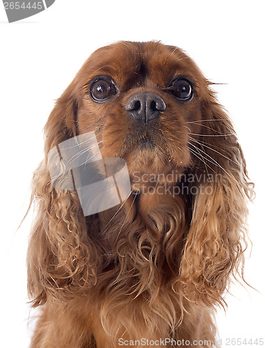 Image of cavalier king charles