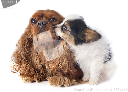 Image of papillon puppy and cavalier king charles