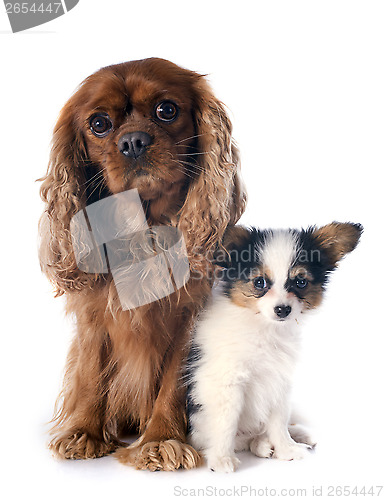 Image of papillon puppy and cavalier king charles