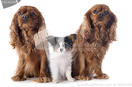 Image of papillon puppy and cavalier king charles