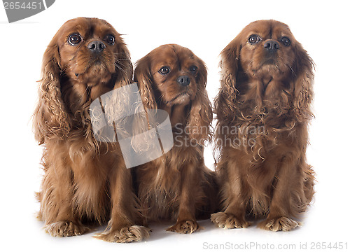 Image of three cavalier king charles