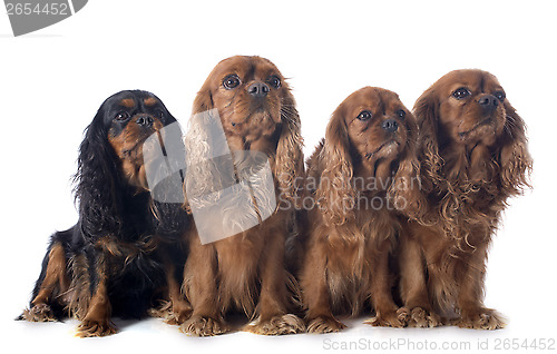 Image of four cavalier king charles