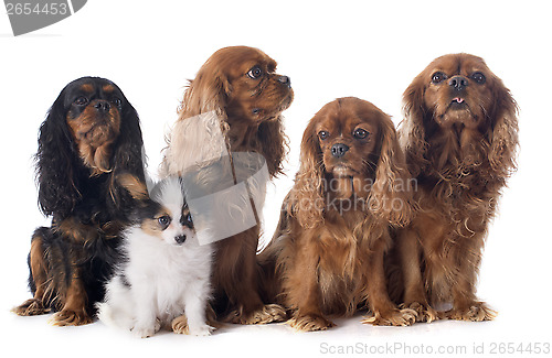 Image of papillon puppy and cavalier king charles