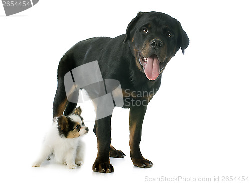 Image of papillon puppy and rottweiler 