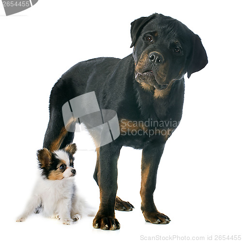 Image of papillon puppy and rottweiler 