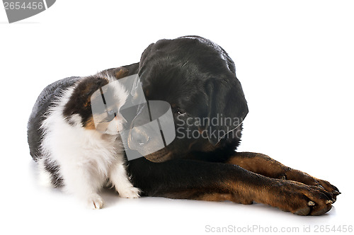 Image of papillon puppy and rottweiler 