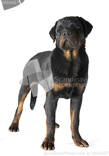 Image of rottweiler