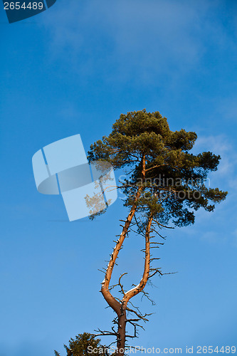 Image of Winter forest