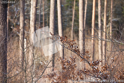 Image of Winter forest
