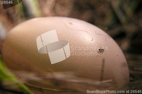 Image of ant walking on a chicken egg