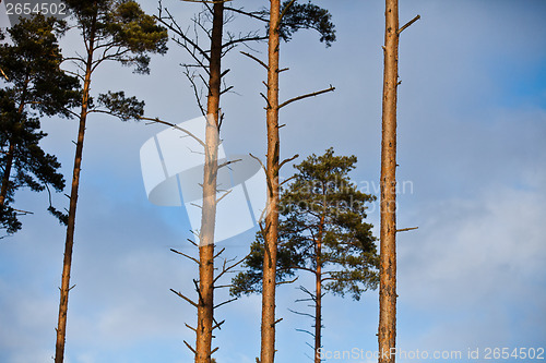 Image of Winter forest