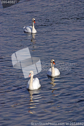 Image of Swans