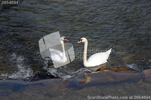Image of Swans