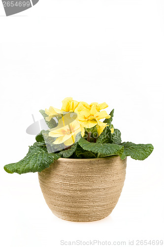 Image of yellow flower primrose in pot