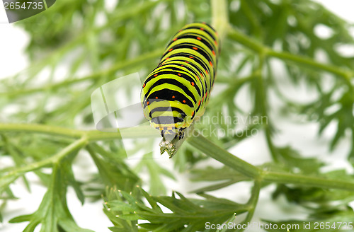 Image of Caterpillar.