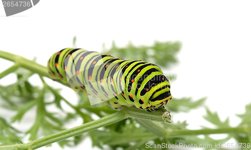 Image of Caterpillar.