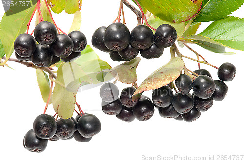 Image of Aronia.