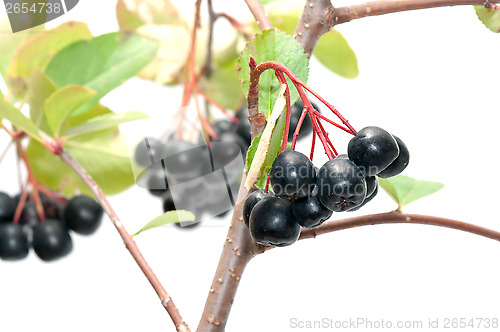 Image of Aronia.