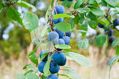 Image of Sloe.