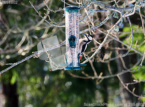 Image of Feed the woodpecker