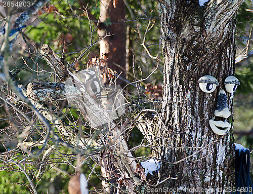 Image of Woodpecker in the tree