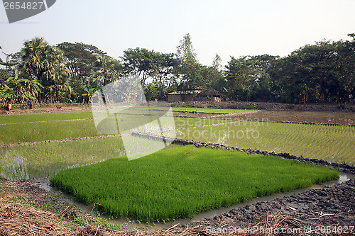 Image of A green paddy field in India.