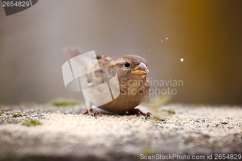 Image of Bird eating