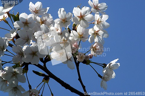 Image of Fruit flowers