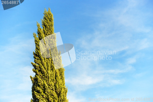 Image of Cypress with blue sky