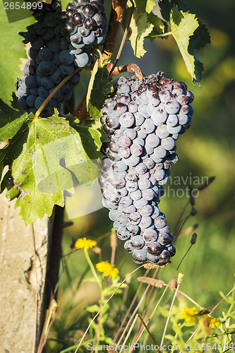 Image of Red wine grapes Tuscany