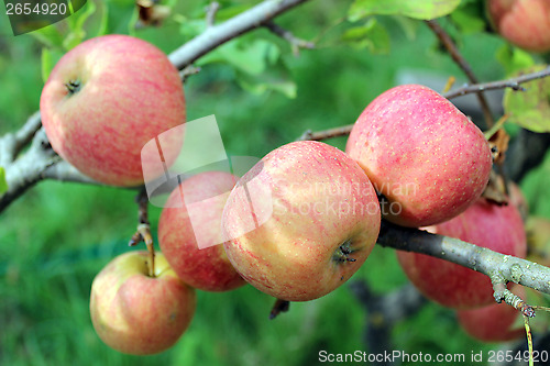 Image of very tasty and ripe apples