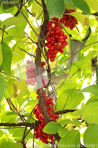 Image of branch of red schizandra