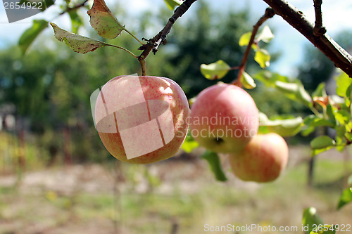 Image of very tasty and ripe apples