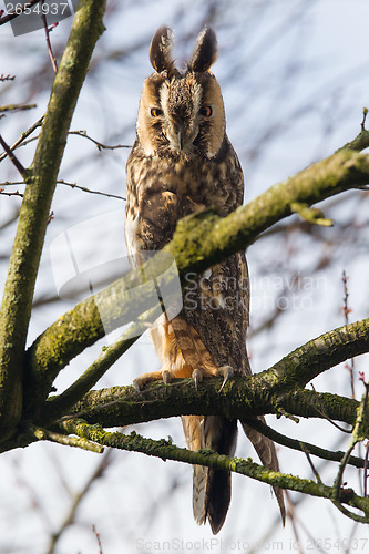 Image of Long Eared Owl (Asio otus) 
