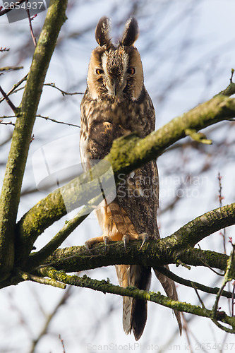 Image of Long Eared Owl (Asio otus) 